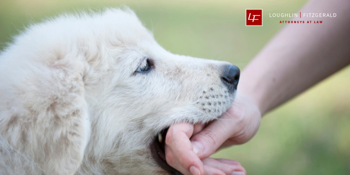 Questions to Ask the Dog Owner After a Bite